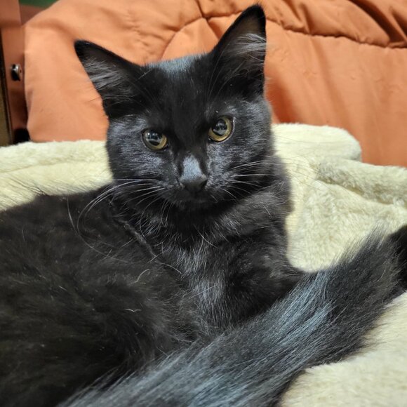 Meet your Posher, Clara - Picture 6 of 6